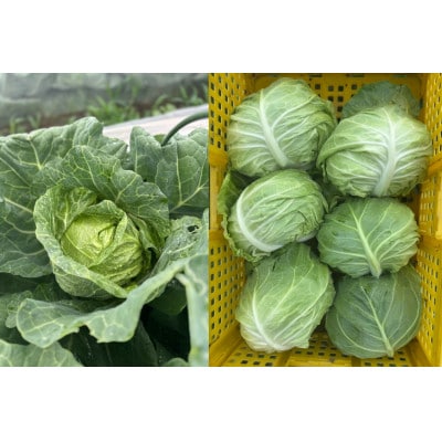 【期間限定発送】3種 野菜(キャベツ さつまいも 里芋)計約4kg セット 農家の店しゃんくすろーど