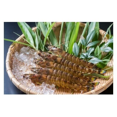 活きあいおえび1600g(800g×2)(35～64尾) B030