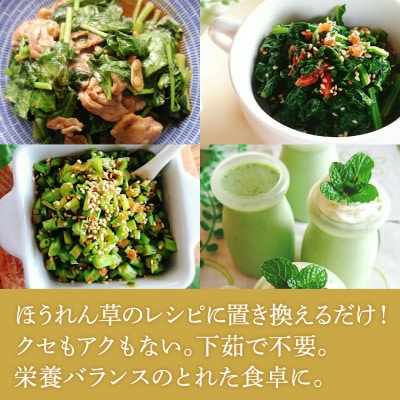 10年の歳月をかけて開発!やわらかくて食べやすい苦みの少ないケール【静岡県磐田市産 特別栽培】