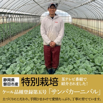 10年の歳月をかけて開発!やわらかくて食べやすい苦みの少ないケール【静岡県磐田市産 特別栽培】