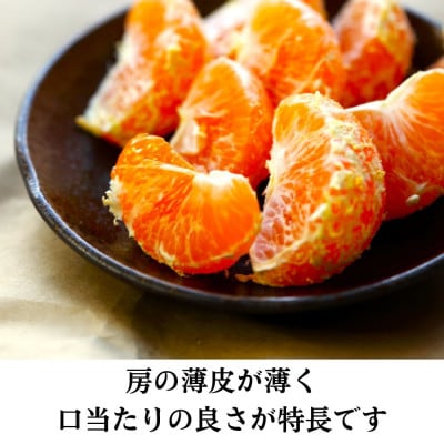 三ヶ日みかん(早生温州) 8kg【2026年11月中旬から12月上旬順次発送】