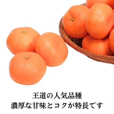 三ヶ日みかん(青島温州) 8kg【2027年1月上旬より順次発送】