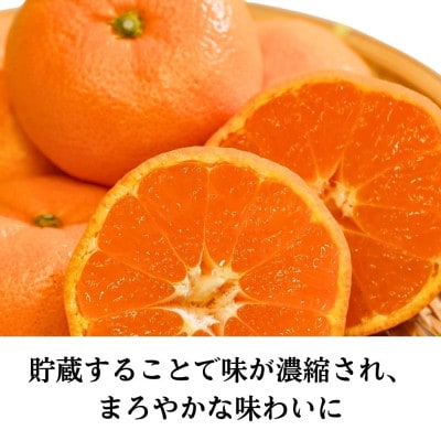 三ヶ日みかん 本貯蔵青島みかん「誉れ」4kg【2027年3月上旬より順次発送】