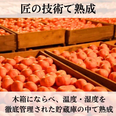 三ヶ日みかん 本貯蔵青島みかん「誉れ」4kg【2027年3月上旬より順次発送】