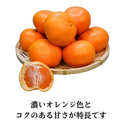 三ヶ日みかん 完熟早生 「心」 4kg【2026年12月中旬頃順次発送】