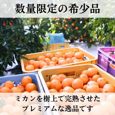 三ヶ日みかん 完熟早生 「心」 4kg【2026年12月中旬頃順次発送】