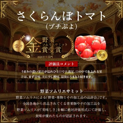 衝撃の一粒!!さくらんぼミニトマト(プチぷよ) 約750g H004-172
