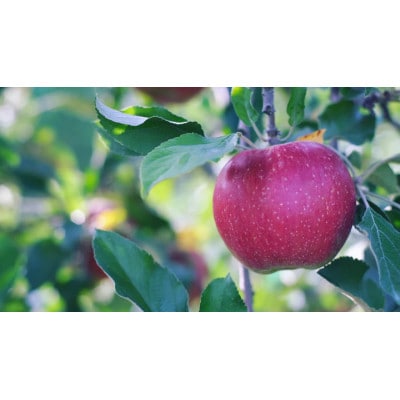 【2025年先行予約】訳あり　家庭用 紅玉 約5kg