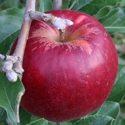 【訳あり】紅玉 約4.5kg