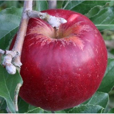 【訳あり】紅玉 約9kg