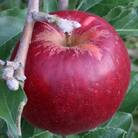 【贈答用】紅玉 約4.5kg