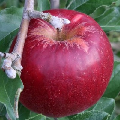 【贈答用】紅玉 約4.5kg