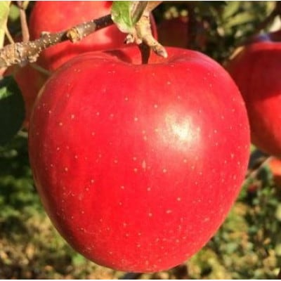【訳あり】 陽光 約10kg