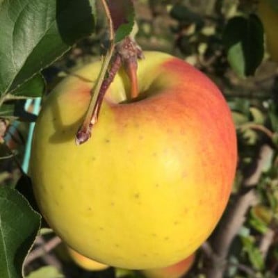 【2026年発送】【家庭用】ぐんま名月 約3kg