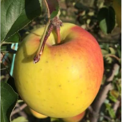 【2026年発送】【家庭用】ぐんま名月 約5kg