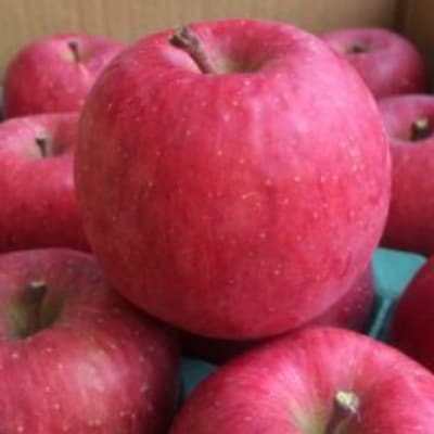 【訳あり】 サンふじ 約5kg