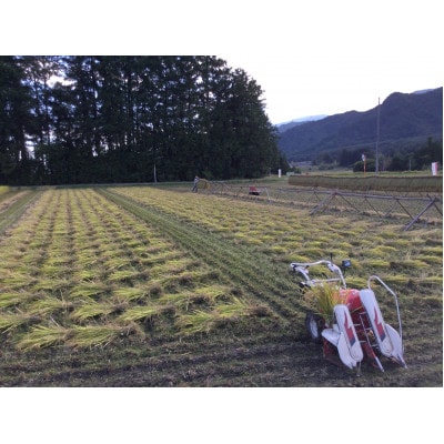 北アルプス山麓で育った　天日干し　朝日　玄米5kg(栽培期間中農薬・肥料・除草剤不使用)