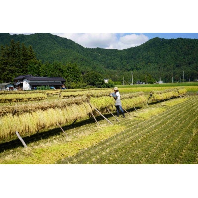 北アルプス山麓で育った　天日干し　朝日　玄米5kg(栽培期間中農薬・肥料・除草剤不使用)