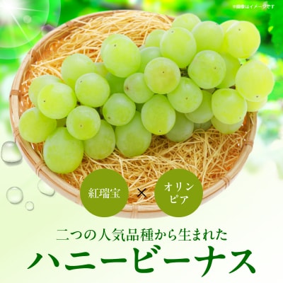 先行受付≪期間限定≫都農町産ハニービーナス(計2kg) ぶどう フルーツ 果物_T015-003