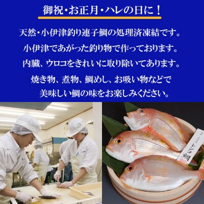 天然釣りレンコ鯛(下処理済)【1-006】