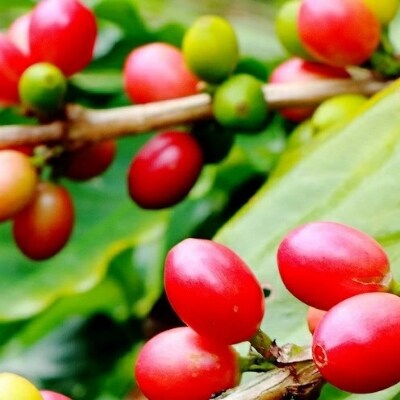 【焙煎工房ゆうばんた珈琲】ブレンドコーヒー(粉)3点セット