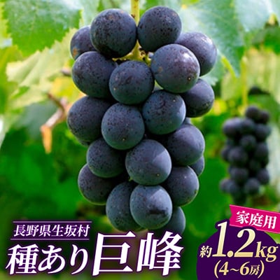 【2026年先行予約】【家庭用】種あり巨峰 約1.2kg(4～6房)