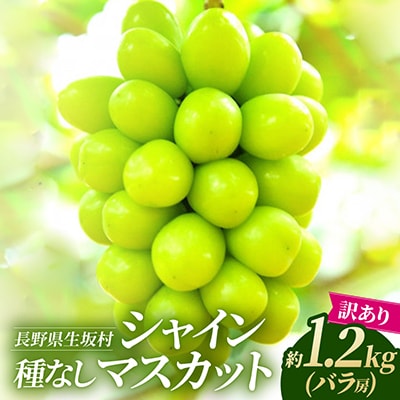 【2026年先行予約】 訳あり シャインマスカット 約1.2kg(バラ房)種なし