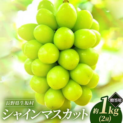 【2026年発送 先行予約】シャインマスカット 約1kg(2房) 贈答用