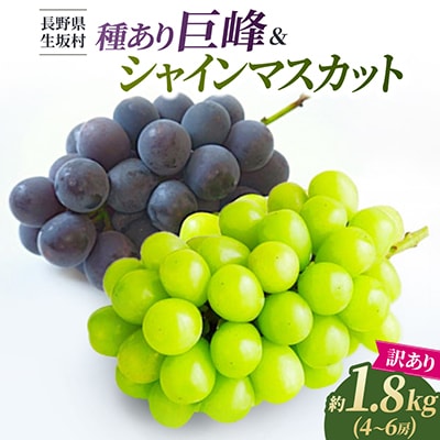 【2026年先行予約】 訳あり 種あり巨峰 & シャインマスカット 約1.8kg (4~6房)