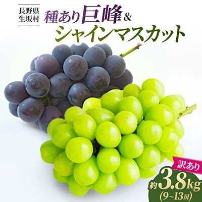 【2026年先行予約】 訳あり 種あり巨峰 シャインマスカット 約3.8kg (9~13房)