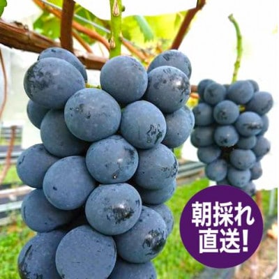 濃厚!ナガノパープル 種なし皮ごと 2房 約1kg