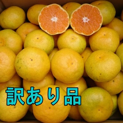 訳あり 極早生温州みかん(マルチ栽培)8kg【2023年9月下旬～10月下旬発送】【mtn003】