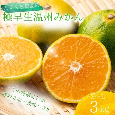 サイズ混合 極早生温州みかん マルチ栽培3kg【9月下旬～10月下旬発送】【mtn014A】