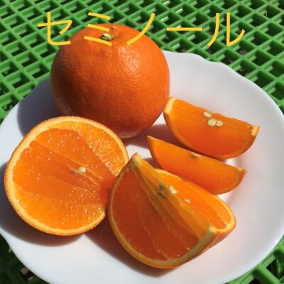 サイズL以上 岡農園のセミノール5kg【2023年3月中旬～4月中旬発送】【mok001】