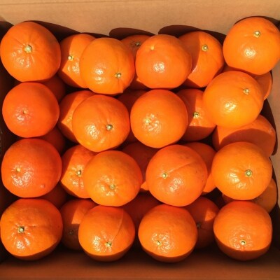 サイズL以上 岡農園のセミノール5kg【2023年3月中旬～4月中旬発送】【mok001】