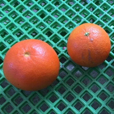 訳あり 混合 ご家庭用 岡農園のセミノール5kg【2023年3月中旬～4月中旬発送】【mok003】