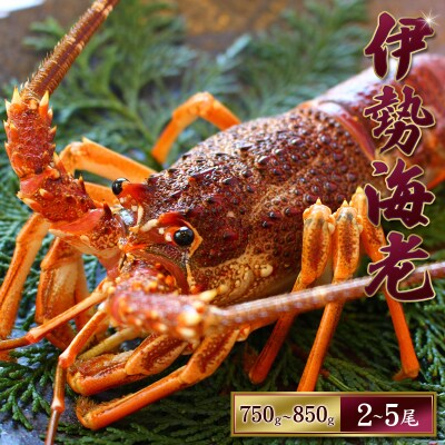 【先行受付】伊勢えび(活)2～5尾 750～850g【2024年10月中旬～発送】【enk002】