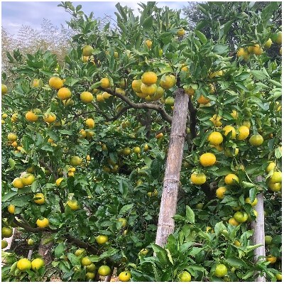 訳あり 前元農園の早生(興津)温州みかん5kg【2023年12月初旬～1月中旬】【mmg007】