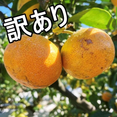 訳あり 前元農園の中生(なかて)温州みかん10kg【2023年1月初旬～下旬発送】【mmg012】