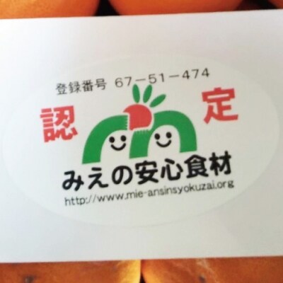訳あり 前元農園の中生(なかて)温州みかん10kg【2023年1月初旬～下旬発送】【mmg012】