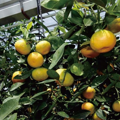 Sサイズ 小玉のみ ハウスみかん約1.5kg【2023年7月～8月頃順次発送】【muj003】