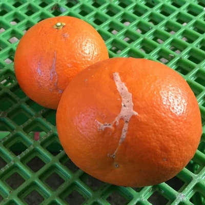 訳あり サイズ混合  岡農園のセミノール4kg 【3月下旬～4月下旬に順次発】【mok009B】
