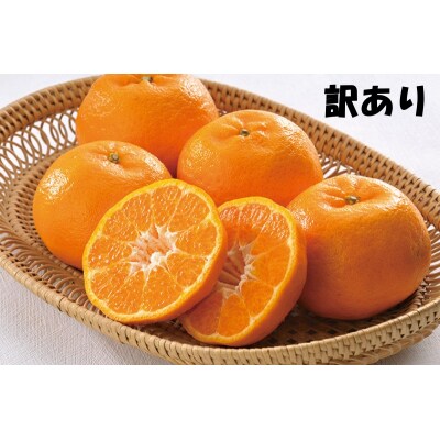 訳あり S-3L サイズおまかせ 石本農園のポンカン 4.5kg 【mis016】