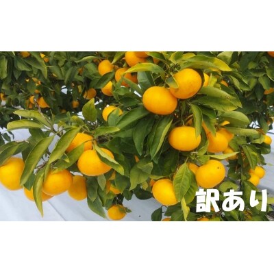 訳あり 2S~2Lサイズおまかせ 濵地農園の早生温州みかん 5kg (マルチ栽培)【mha005A】