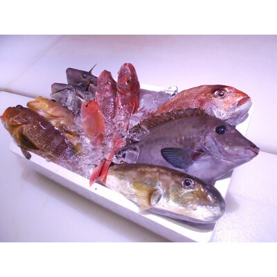 ＼朝どれ新鮮/ 鮮魚セット (小) 約3kg 目利きのプロが厳選した旬の魚【nss404】