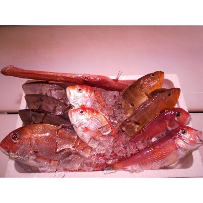 ＼朝どれ新鮮/ 鮮魚セット (大) 約4～5kg前後 目利きのプロが厳選した旬の魚【nss405】