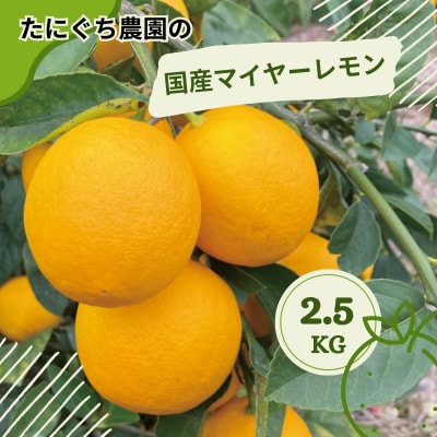 たにぐち農園国産マイヤーレモン2.5kg【2025年12月～1月初旬発送】【mtn103】