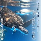 紀宝町ウミガメ公園 ウミガメサポーター(1年間)【rkr016】