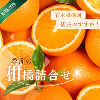旬の柑橘 詰め合わせ セット 石本果樹園 店主おすすめの柑橘セットをお届け【min011】