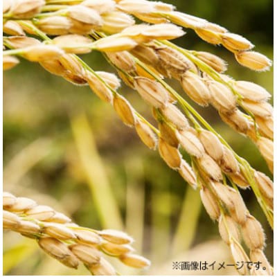 長崎にこまる15kg